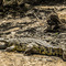 Grumeti River, Western Corridor, Serengeti NP